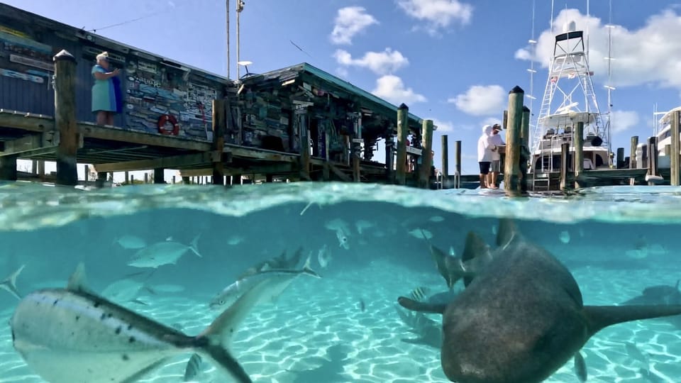 Swimming with sharks at Compass cay