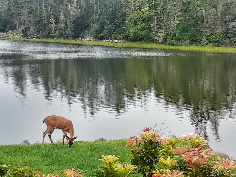 The deer come and visit often