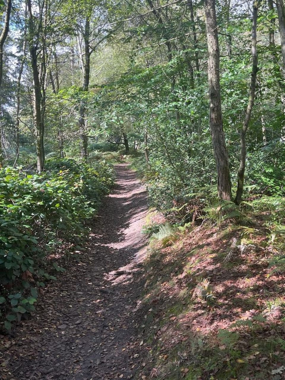 Local Forest Walk