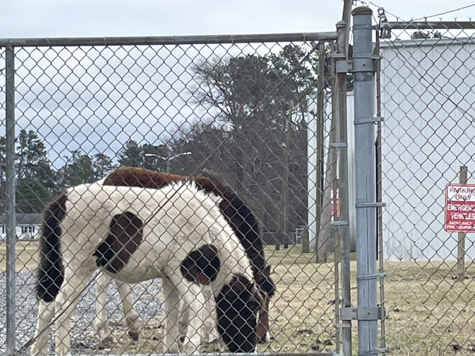 Ponies at the fairgrounds.