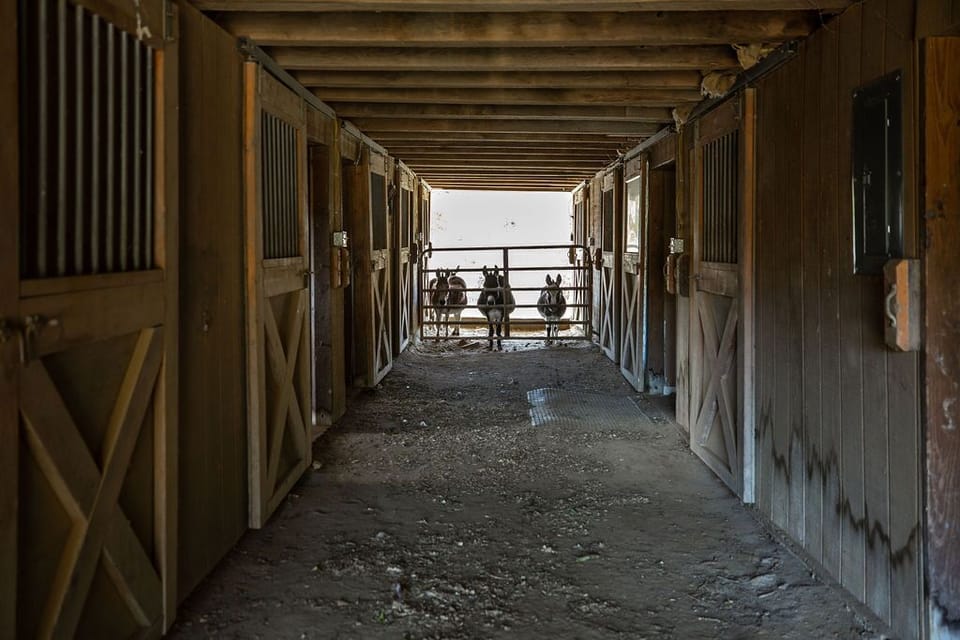 Part of the barn is for our miniature donkeys, who are eager to say hello!