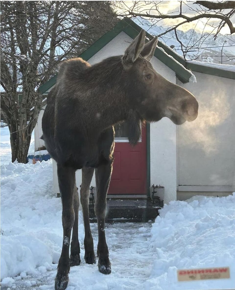 Bullwinkle does visit once in awhile!