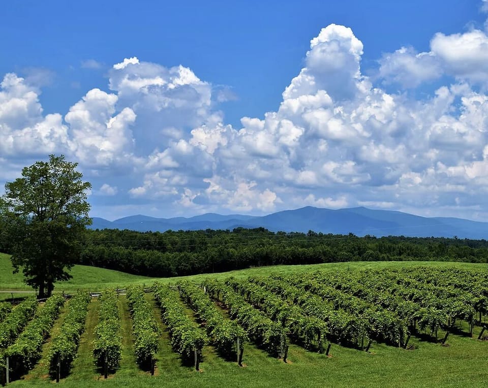 love vineyard