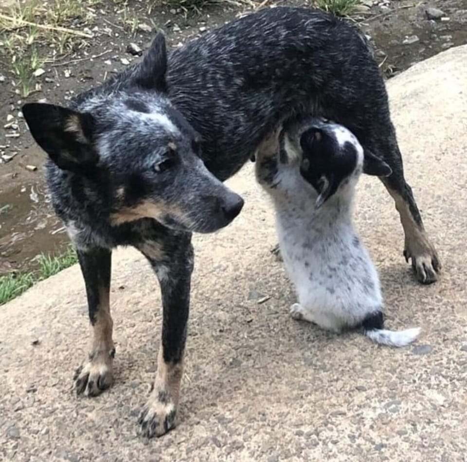 Pet-friendly