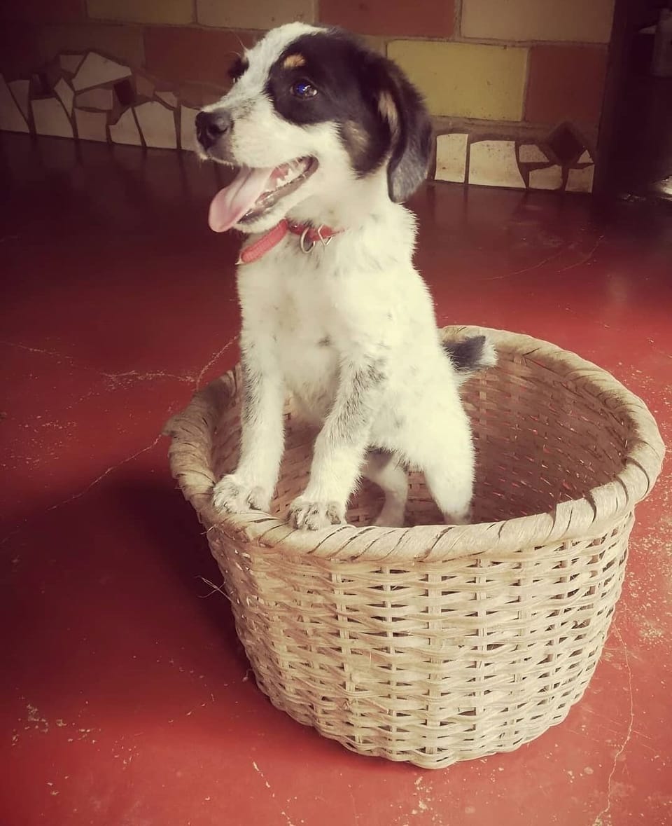 Pet-friendly