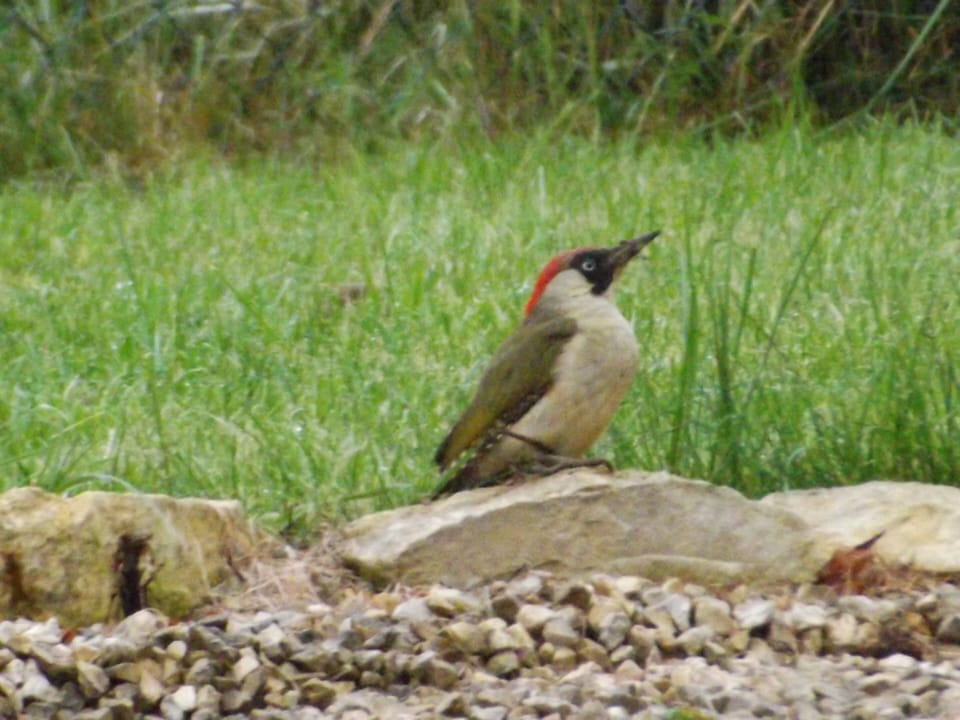Local visitors