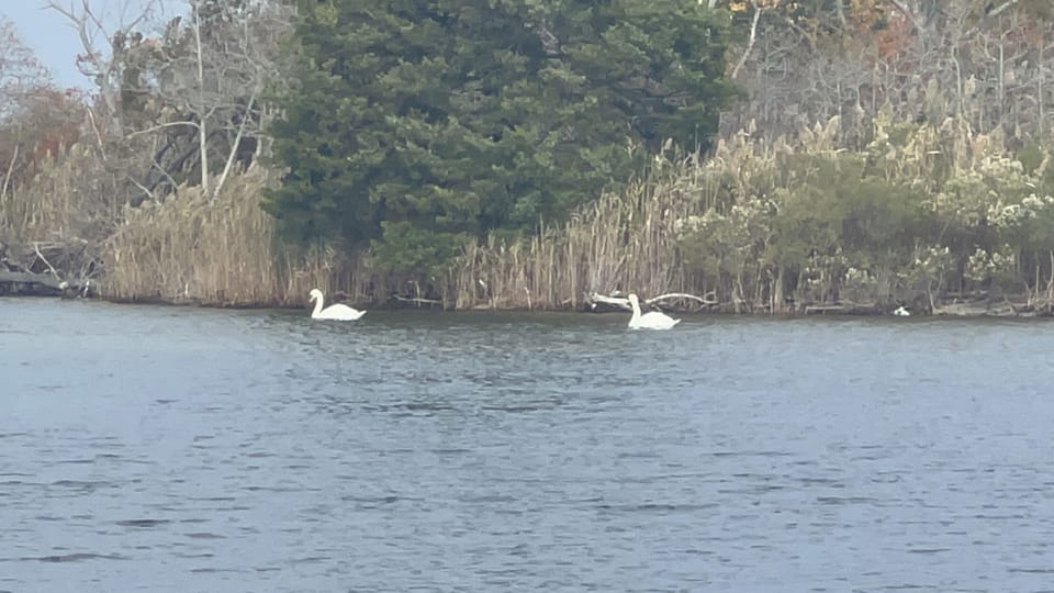 The swans that live behind our house. Bird guide books and binoculars provided