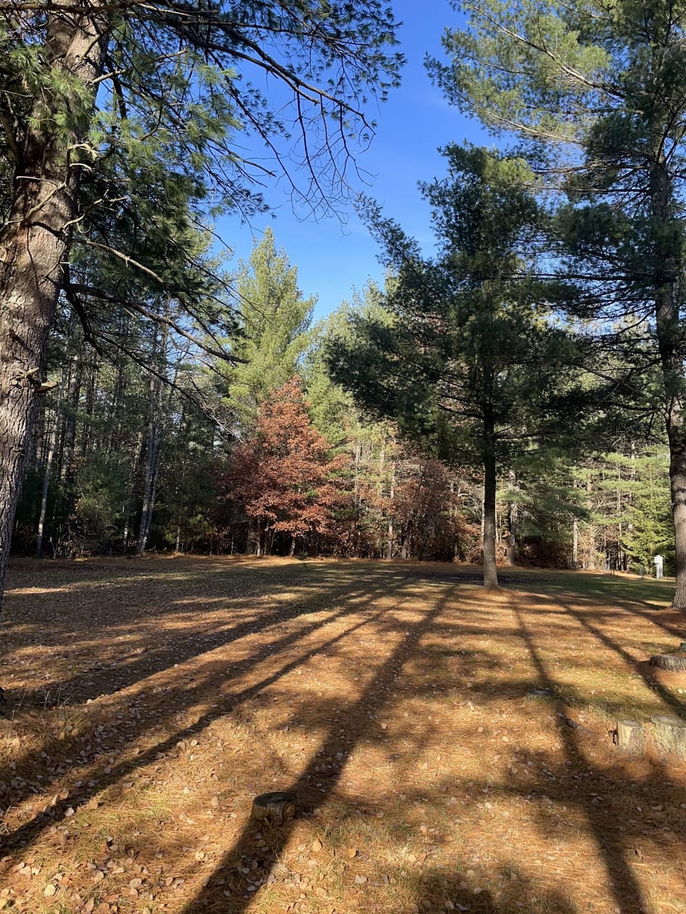 Huge yard for outdoor activities and trailer parking