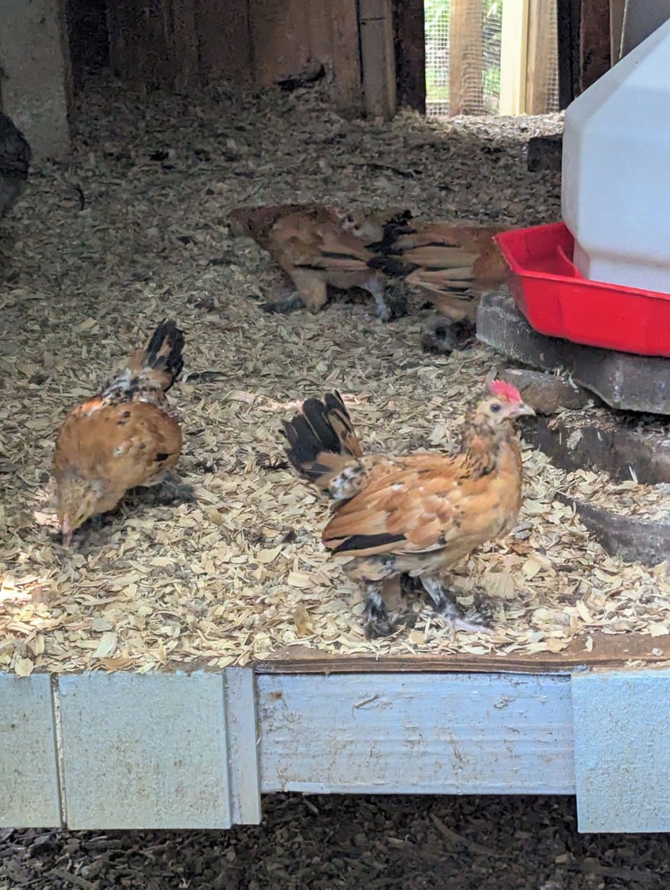 Our smallest breed of chickens are our four tiny Bantams,