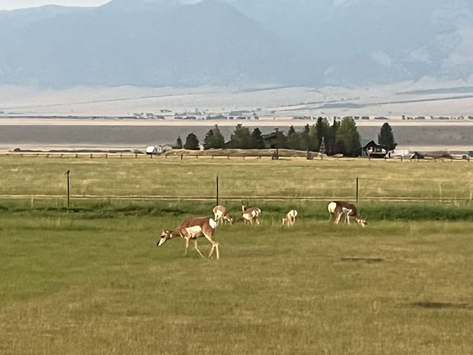 Pasture/Antelope