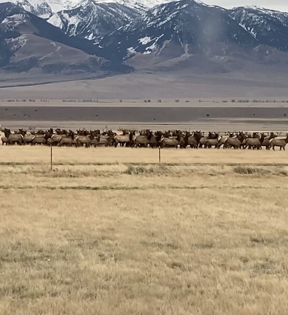 Pasture/Elk