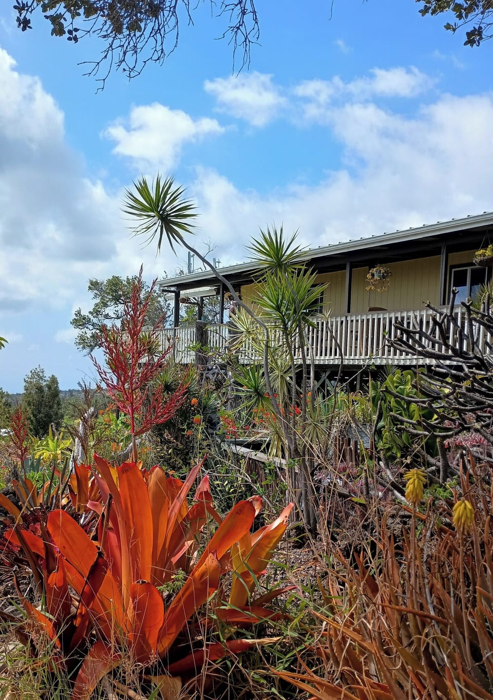 Looking up from the Koi pond to the lanai 