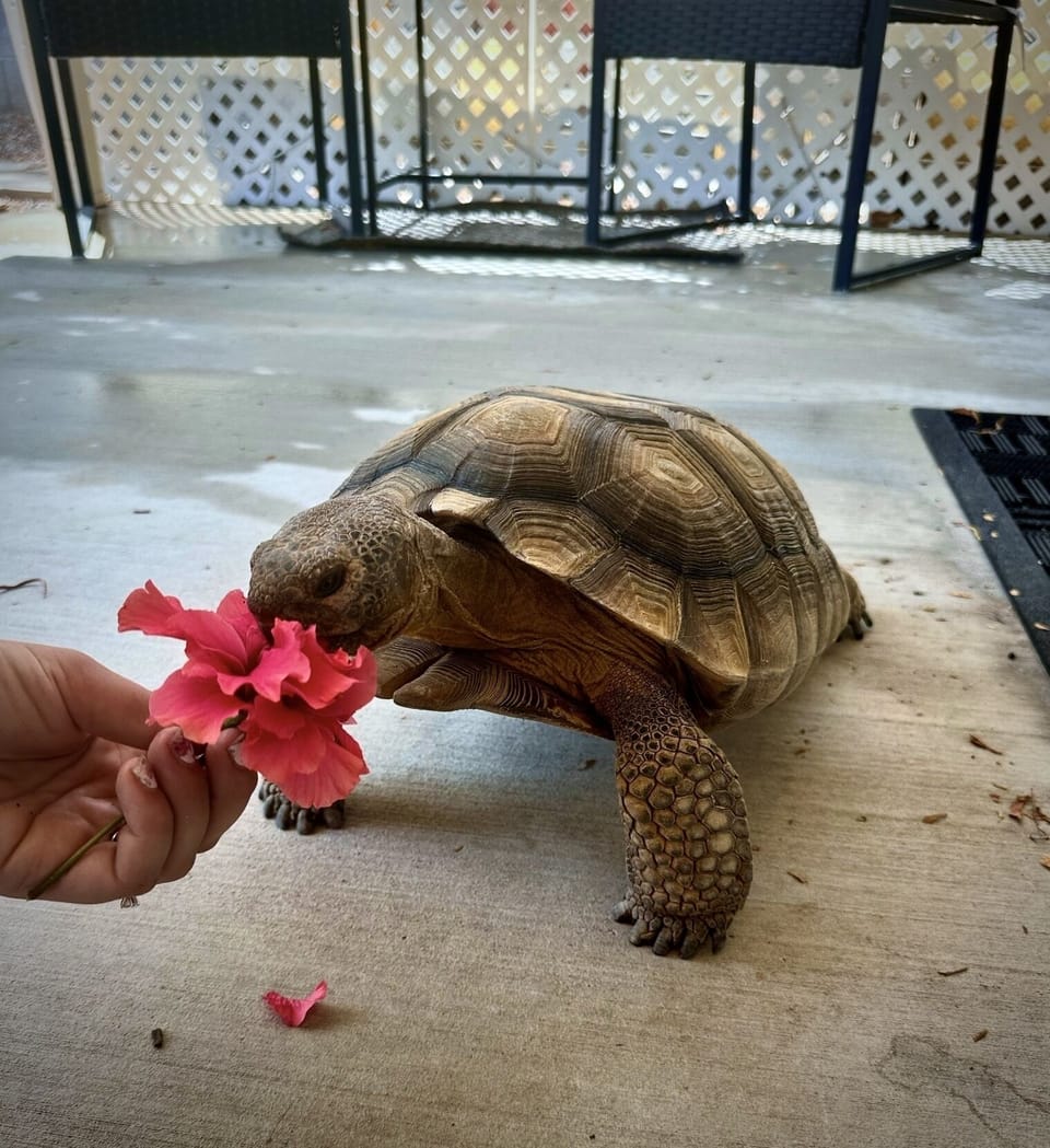 Maggie the tortoise!