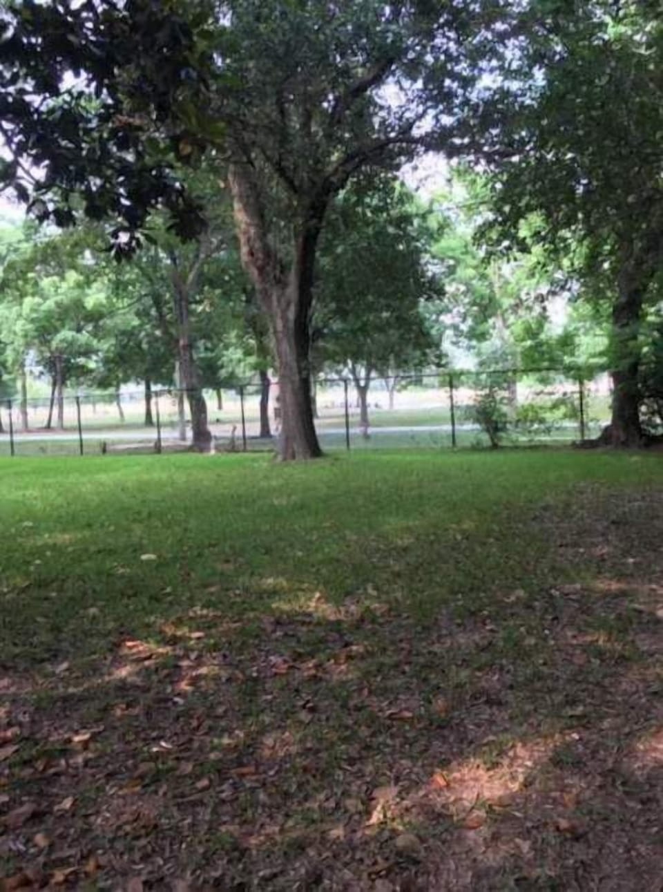 Back yard looking straight into the park