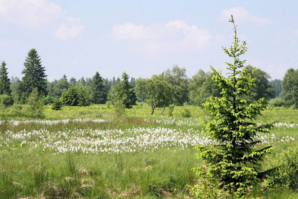 Immediate Surroundings [summer] (<1 km)