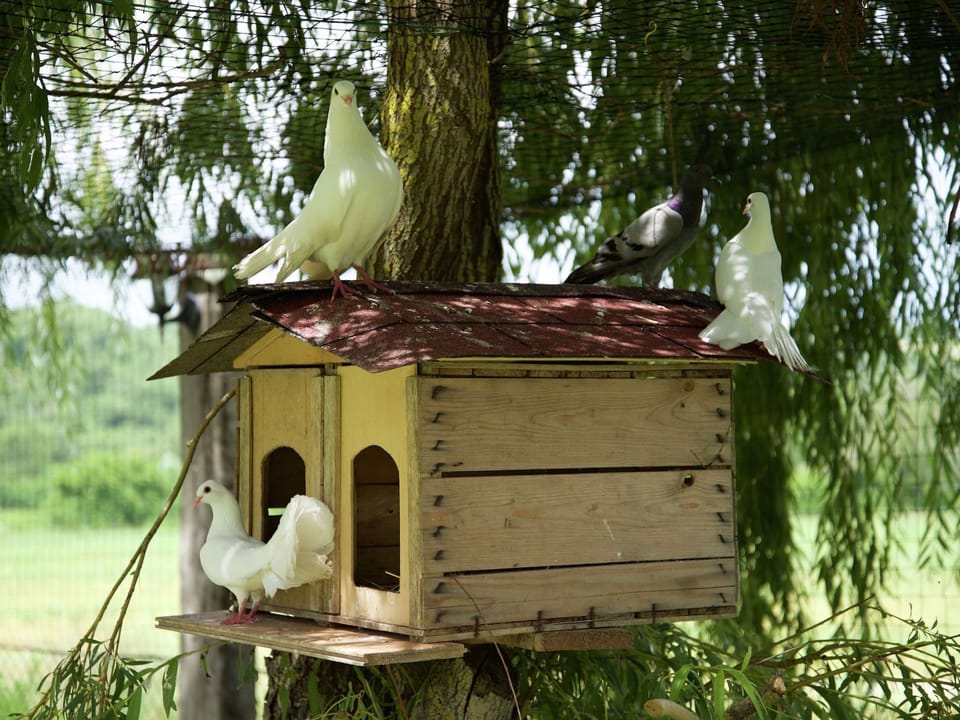 Holiday Home Facilities and Services