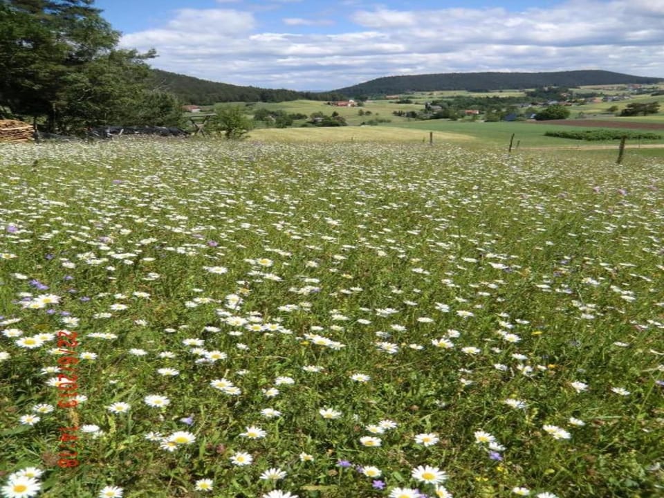Region [summer] (>5 km)