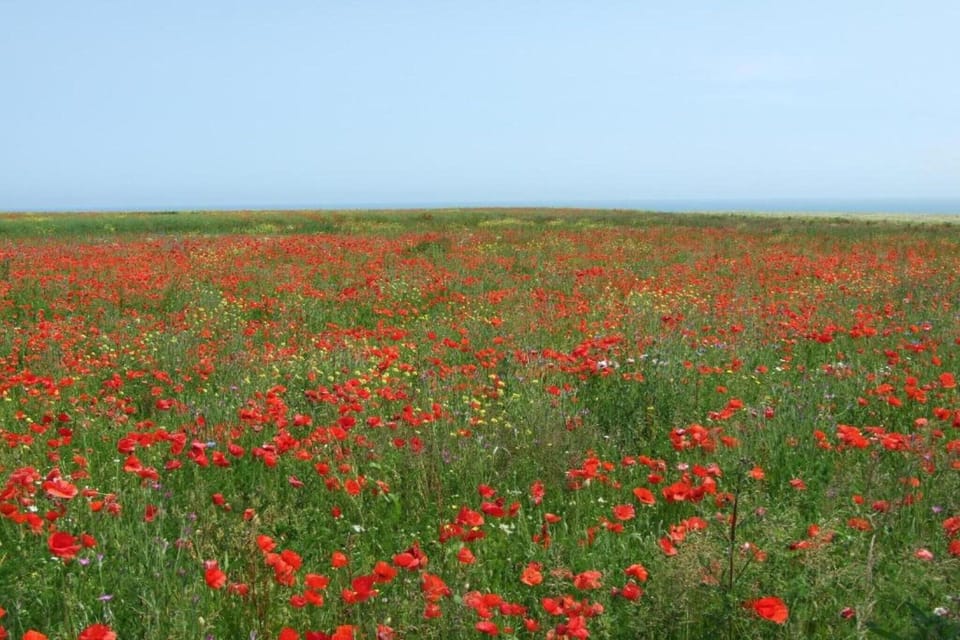 Immediate Surroundings [summer] (<1 km)