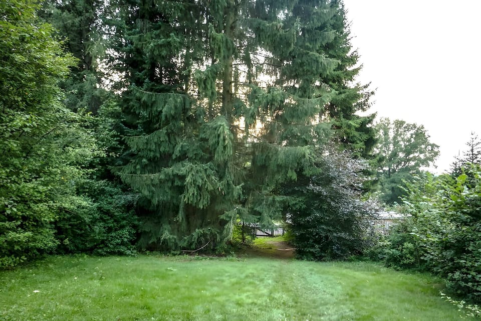 Garden [summer]
