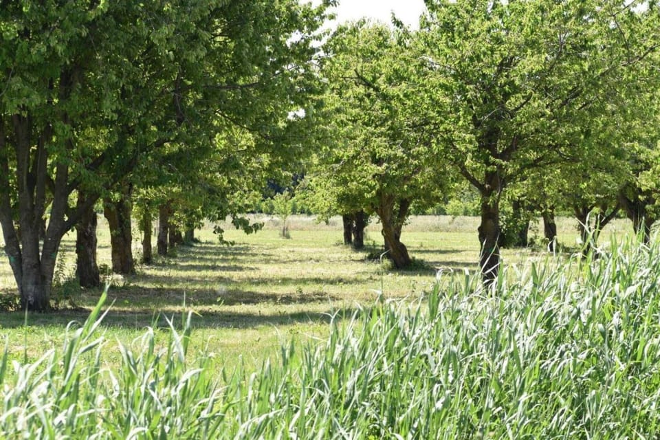 Immediate Surroundings [summer] (<1 km)