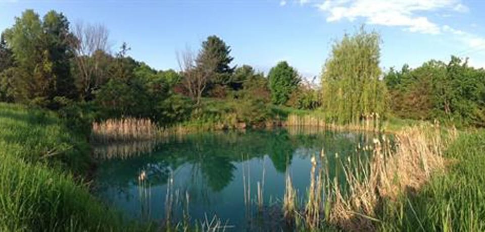 a picturesque frog pond below the meadow on the property