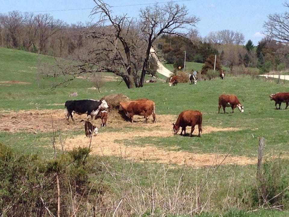 Cattle