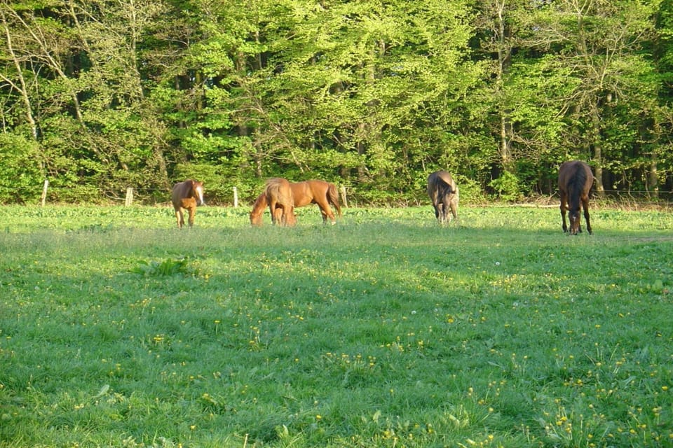 Surroundings [summer] (1-5 km)