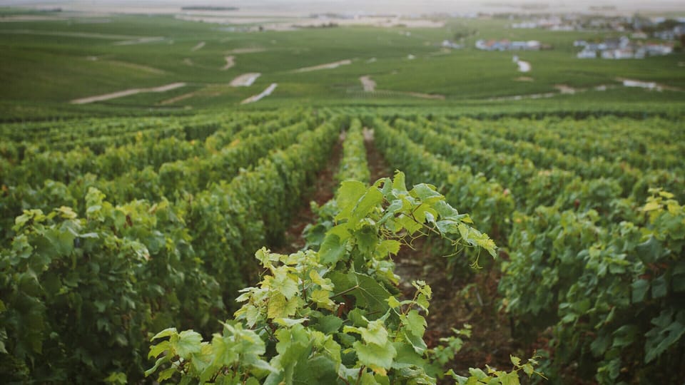 Wine farms nearby