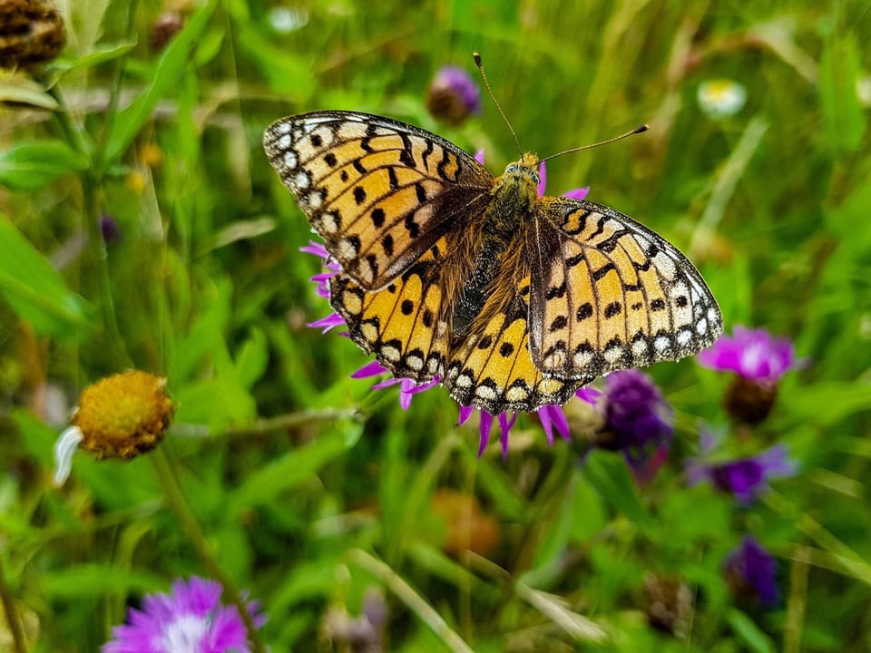 Butterfly and Rhön meadow flowers