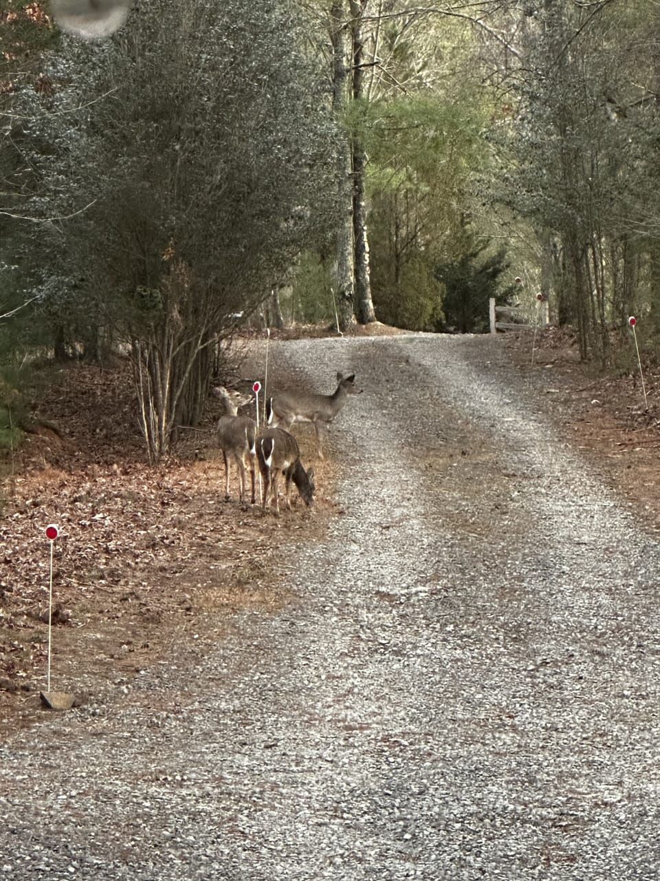 Deer in the driveway