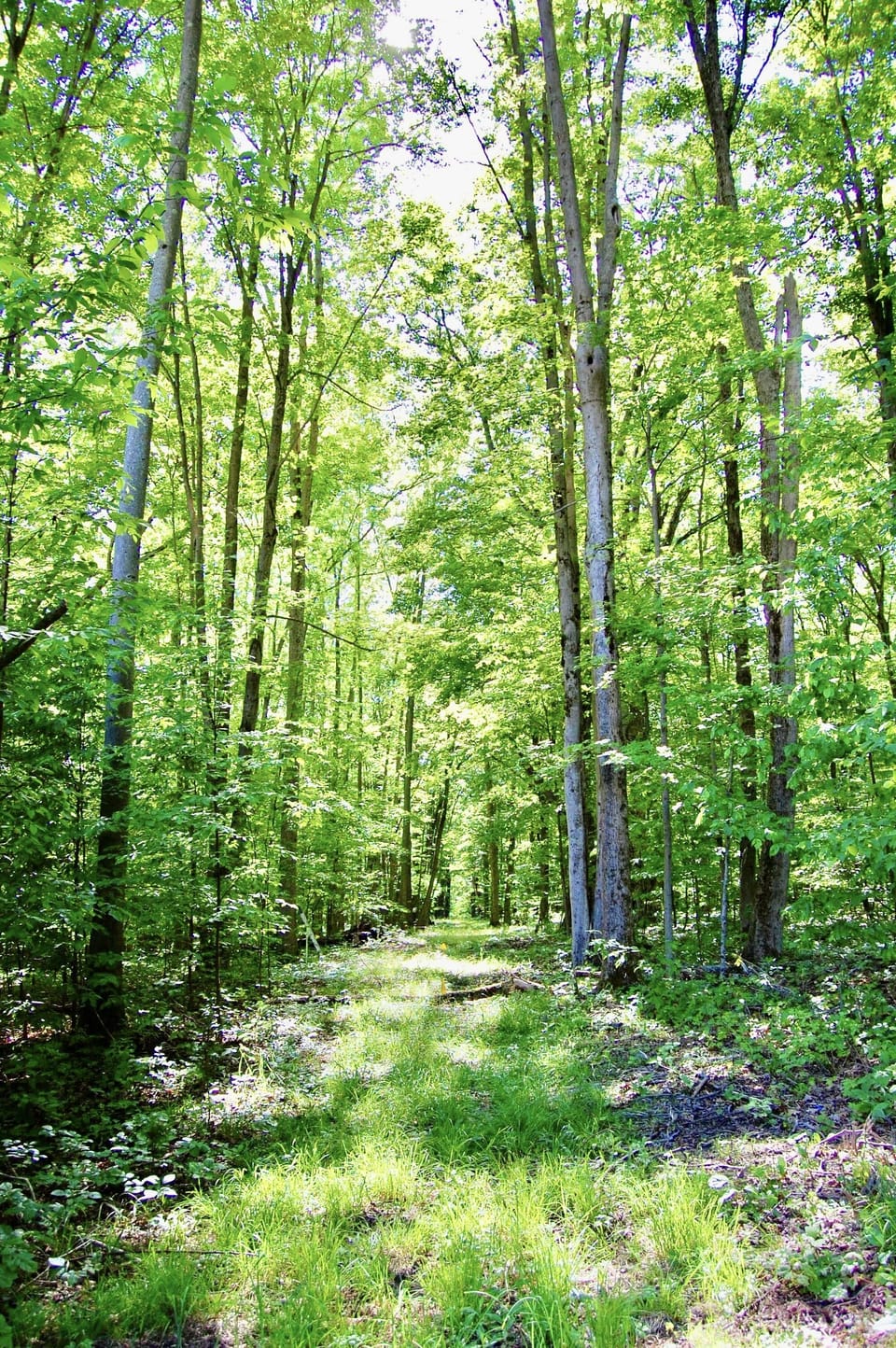 There are over 6.5 wooded acres to explore in your own backyard at Hilltop Haven