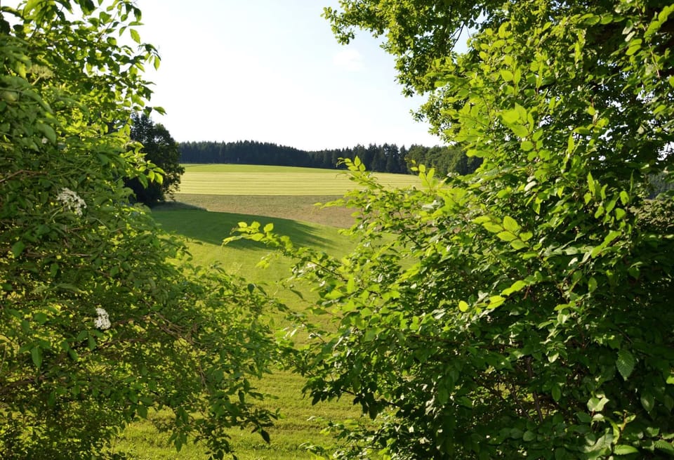 The view of green on all sides.