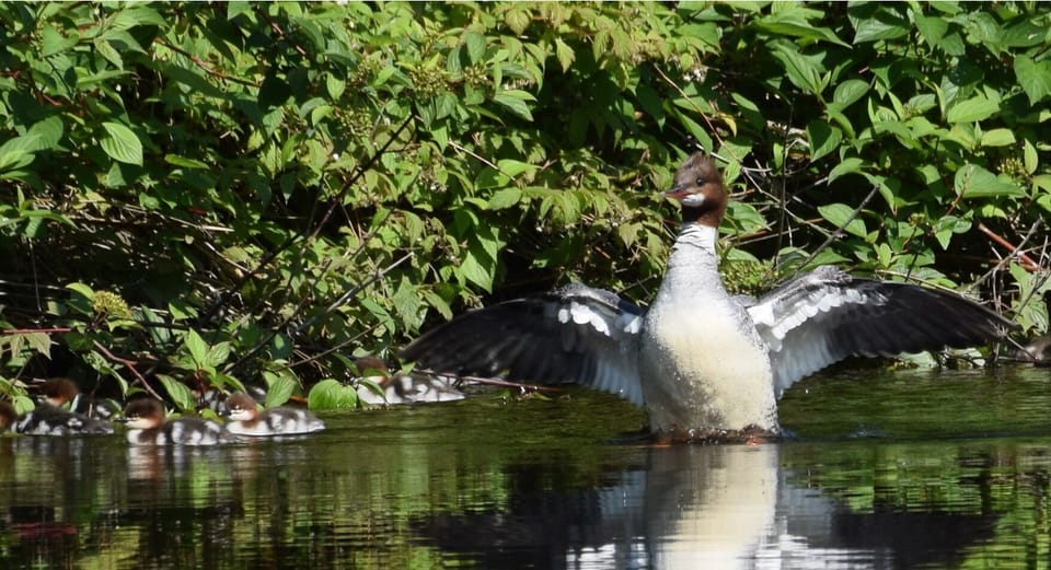 Mergansers down on the river across from the dock