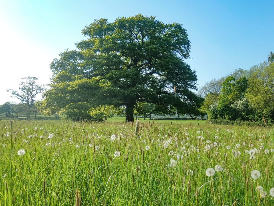 Garden and grounds | The Tack Room - Marshwood Manor Cottages, Bettiscombe, near Lyme Regis