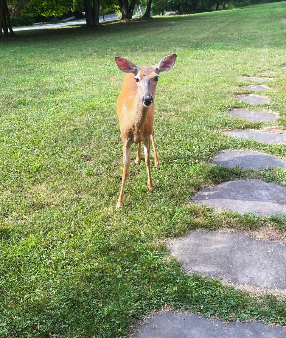 One of many deer who visit the property. This doe was seen nursing a fawn. 
