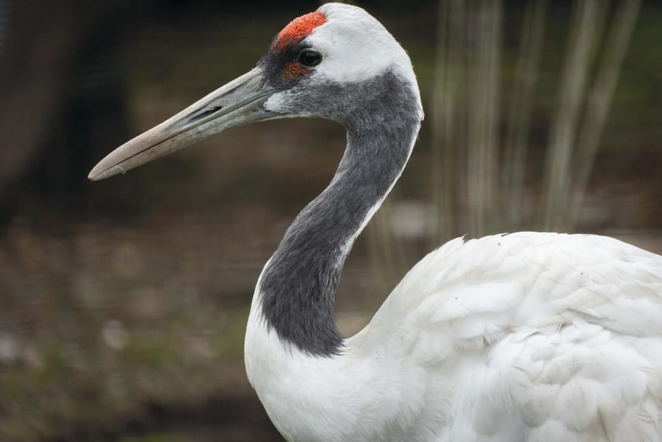 Oak Lodge - Hot Tub - Pen Y Cae Inn (8862)