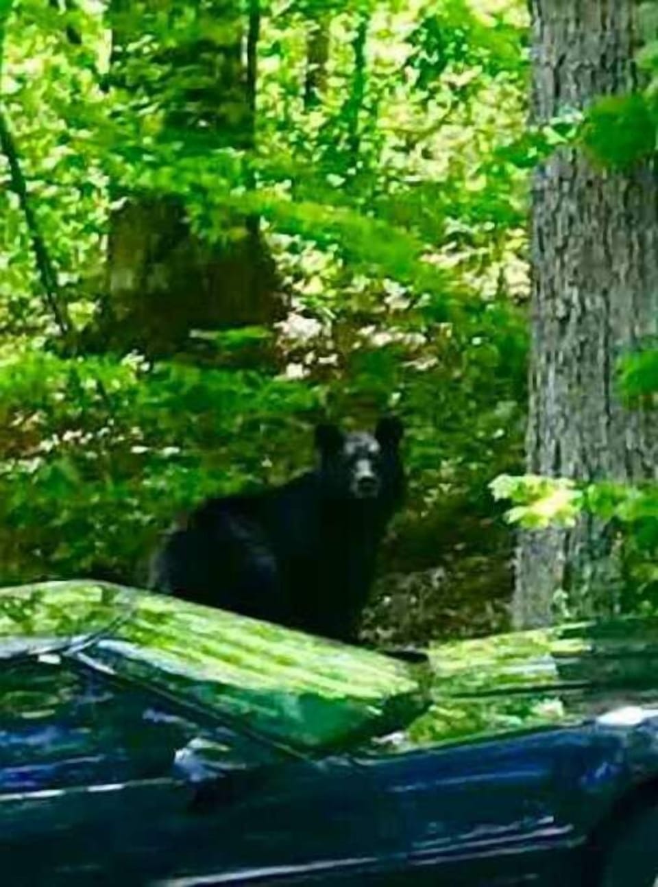 View of a black bear in the resort on the road in front of our cabin.