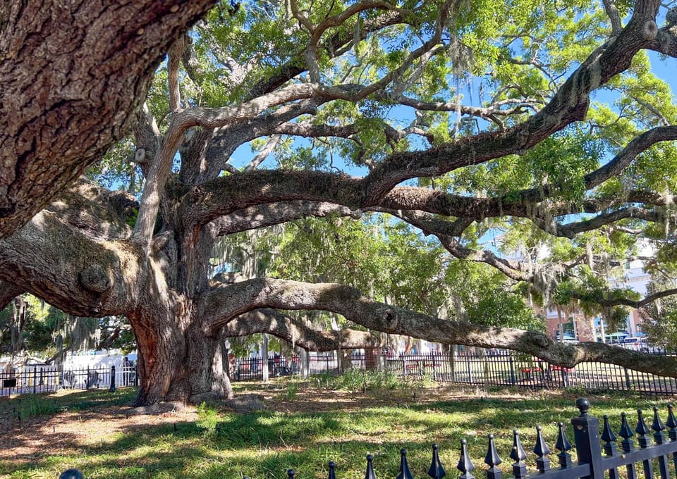 Historical Baranoff Oak that is estimated to be 300 - 500 years old