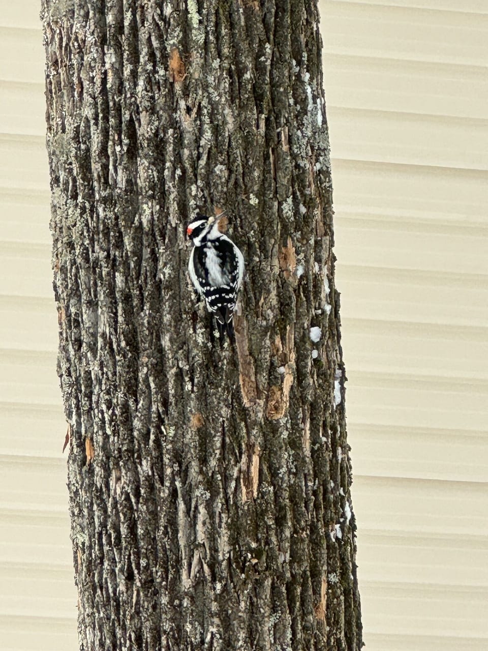 Always wildlife around the house