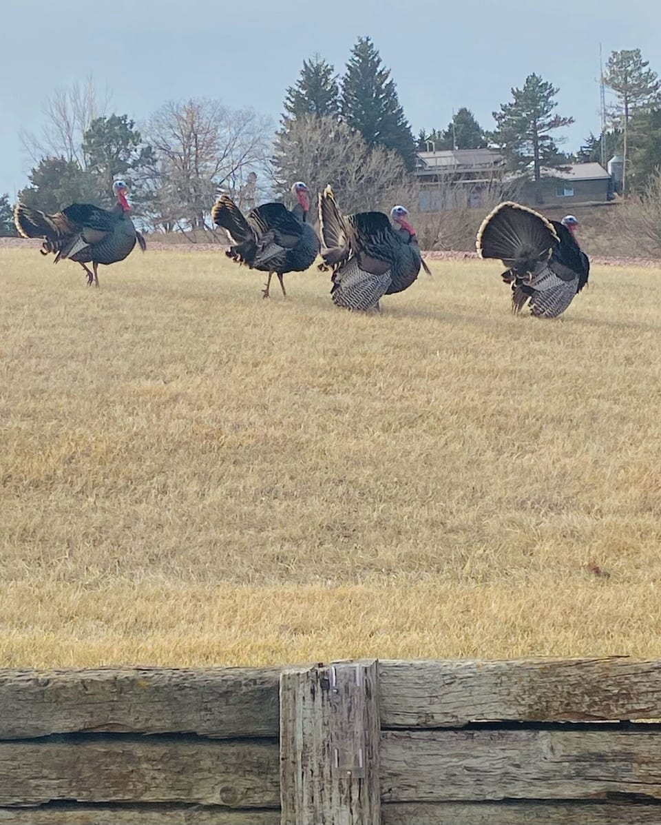 Wildlife all around.