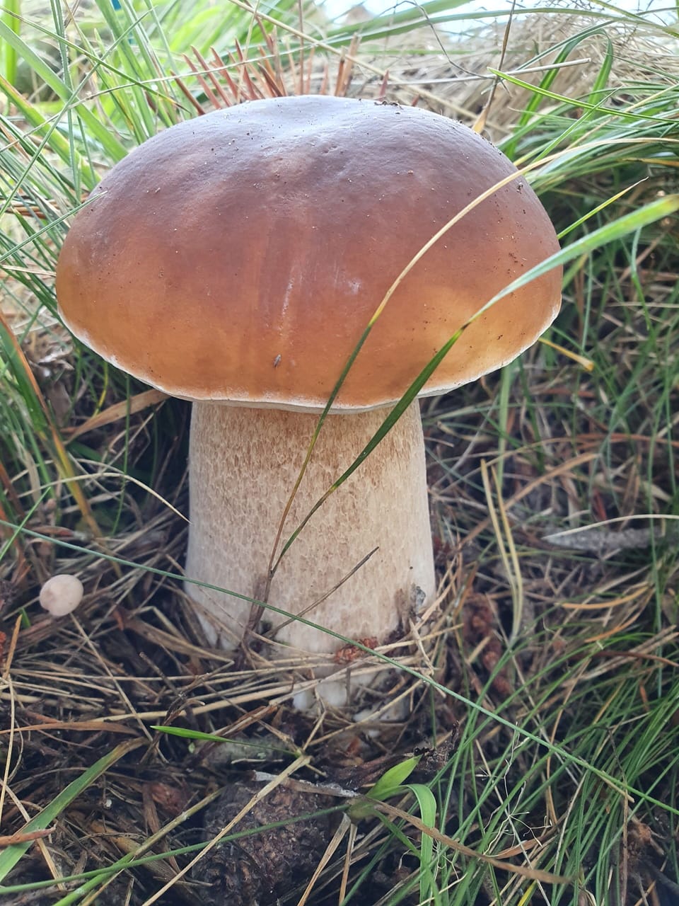 Miscellaneous