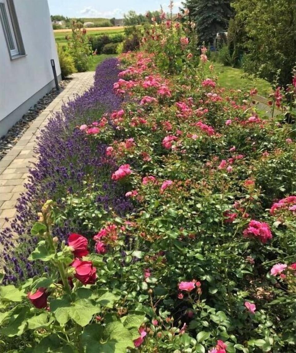 Garden [summer]