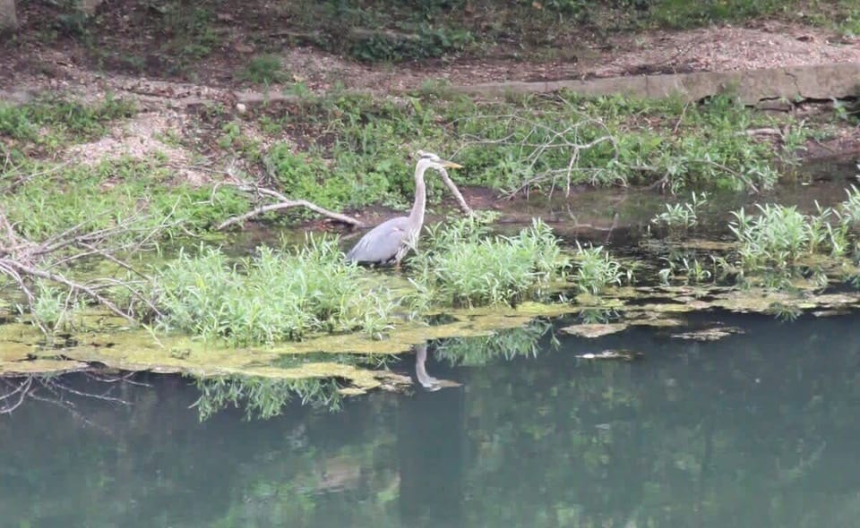 Blue heron on the lake.