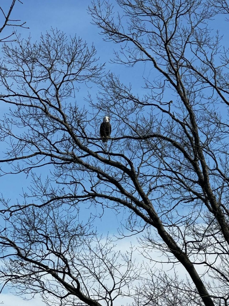 Bald Eagle right above our place
