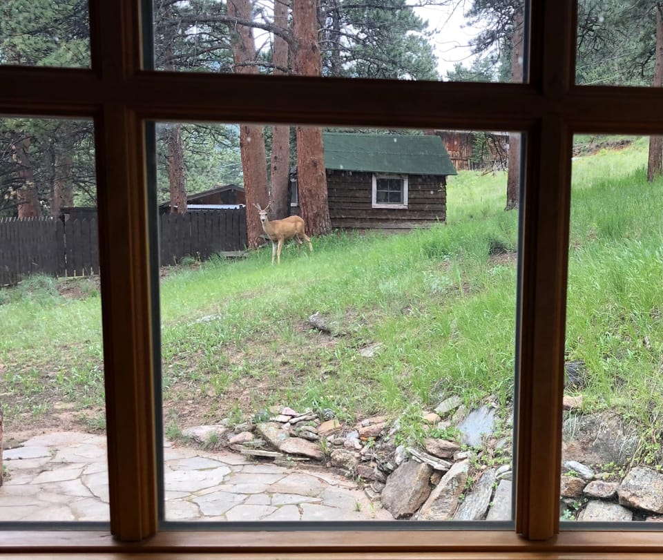 Looking out from the sunroom at frequent wildlife visitors