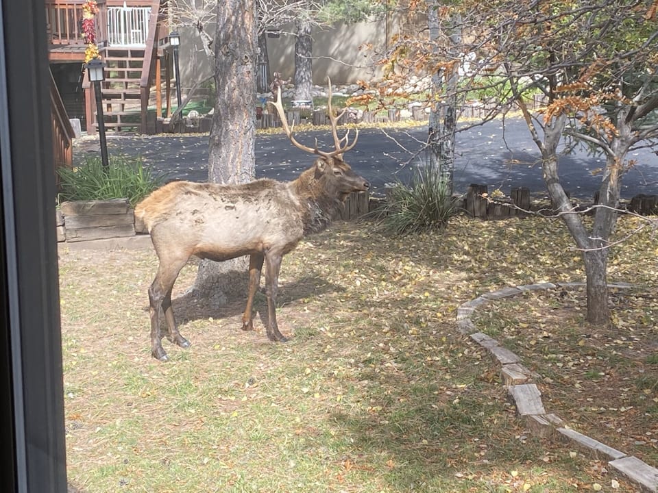 Front yard visitor, looking for apples!