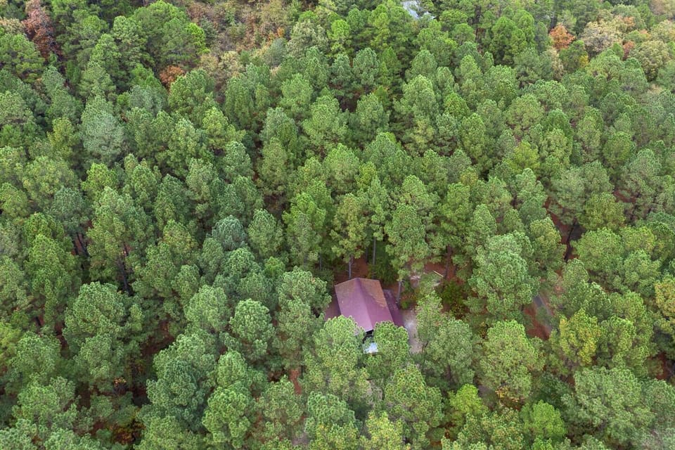 Nestled in the forest
