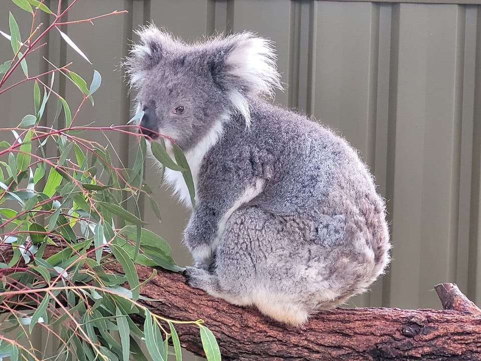Kyabram Fauna Park - part of Zoos Victoria