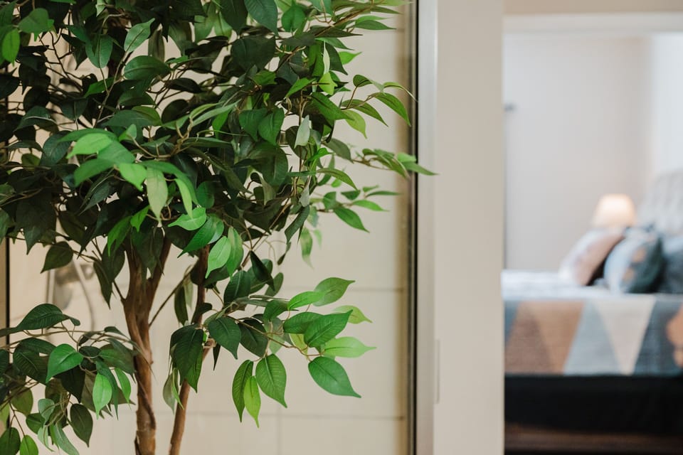 Indoors, Tree, Flower, Couch, Furniture