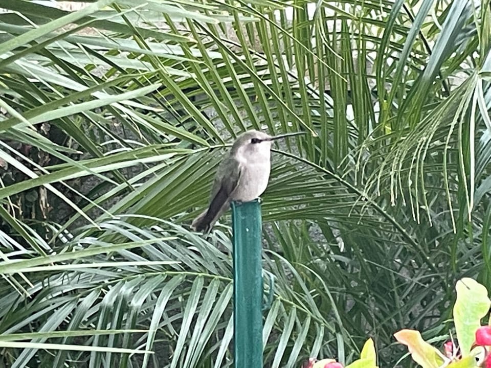 A tiny hummingbird visits the peaceful garden at Koi Springs